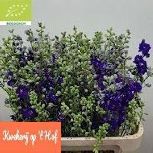 Consolida regalis 'Qis Dark Blue'