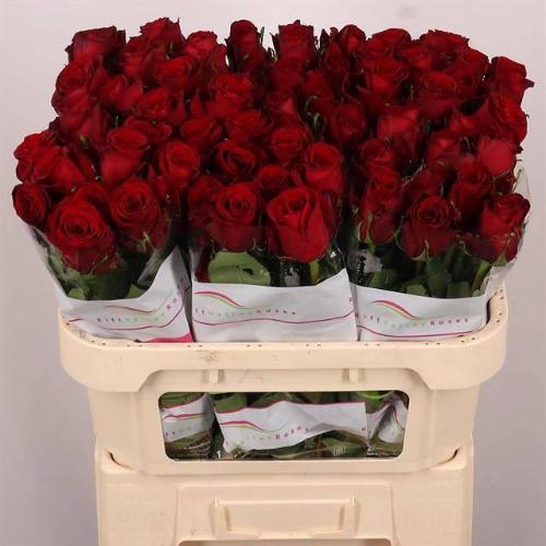 Rosa grootbloemig Red Bentley