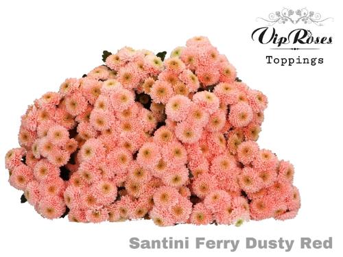 Chrysanthemum Indicum Grp tros santini kleurbehandeld H%