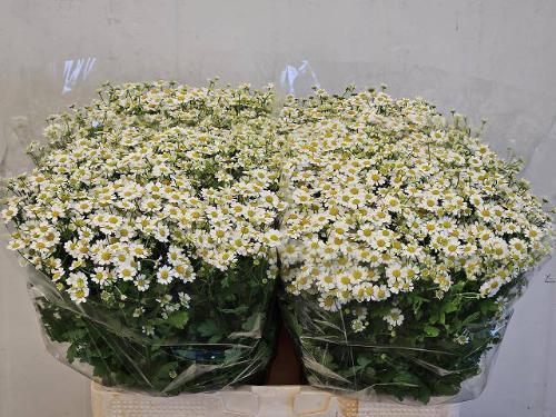 Tanacetum parthenium Cameron
