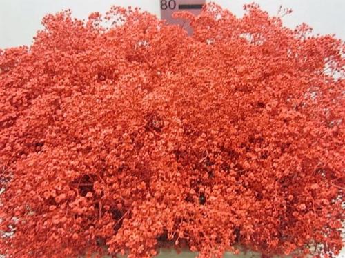 Gypsophila overig kleurbehandeld H%
