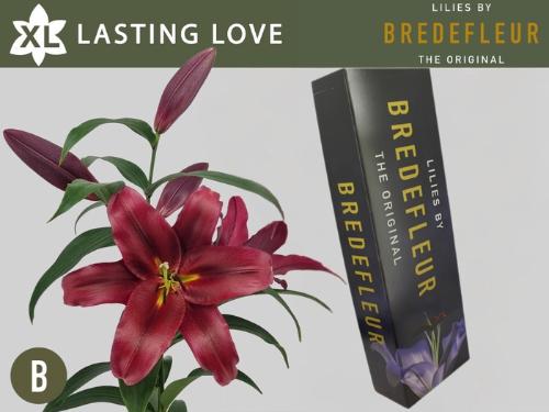 Lilium (OT-hybrids Grp) 'Lasting Love'