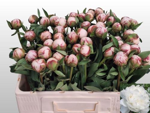 Paeonia Lactiflora Grp 'Amalia Olson'