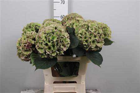 Hydrangea macrophylla Royal Palace (classic)