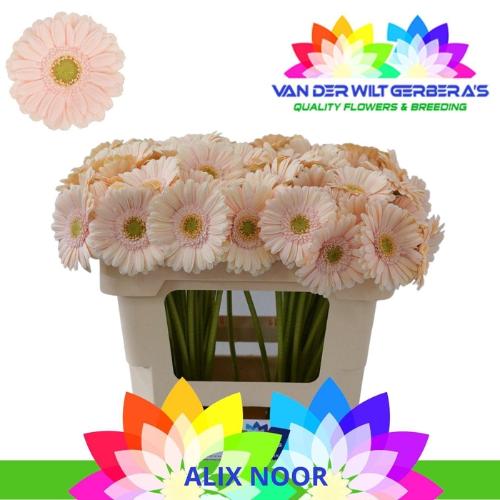 Gerbera mini Alix-Noor