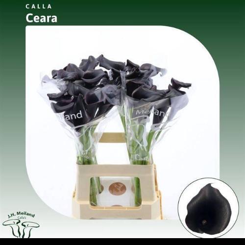 Zantedeschia 'Call Ceara'