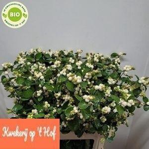 Symphoricarpos Magical White Dream