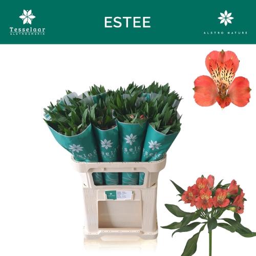 Alstroemeria Estee