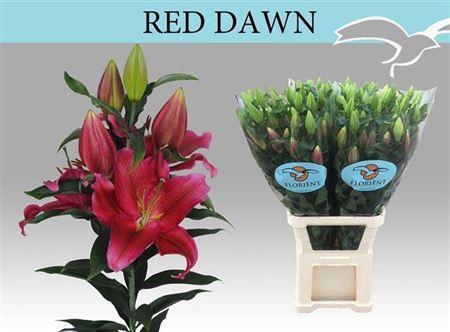 Lilium (Oriental Grp) 'Red Dawn'
