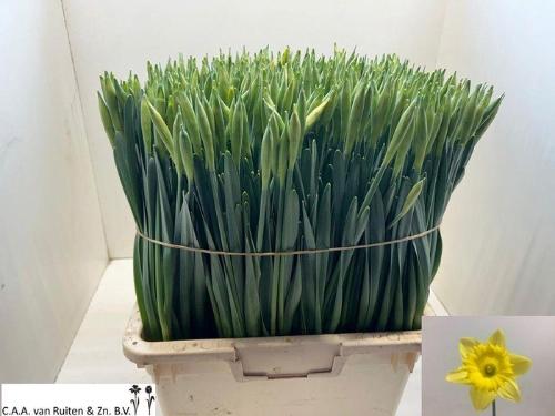 Narcissus Grootkronige Grp met blad 'Carlton'