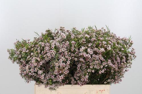 Chamelaucium uncinatum 'Dori'