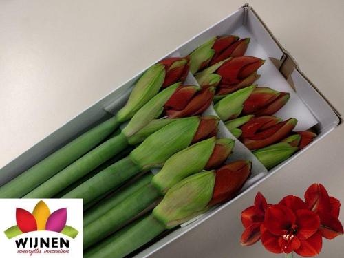 Hippeastrum Galaxy Grp 'Ferrari'