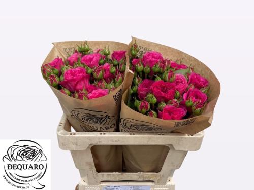 Rosa tros Baronesse Freiland