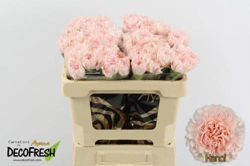 Dianthus standaard Hanoi