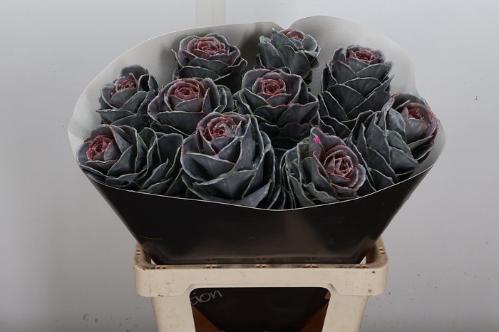 Brassica oleracea kleurbehandeld H%