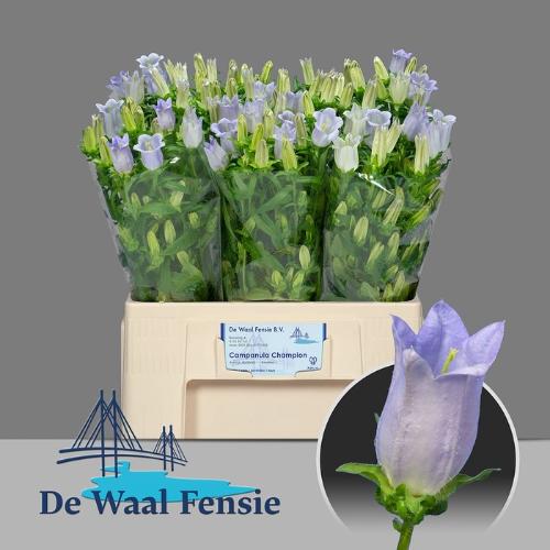Campanula medium 'Champion Lavender'