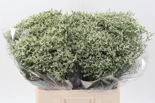 Limonium sinensis Clear Diamond