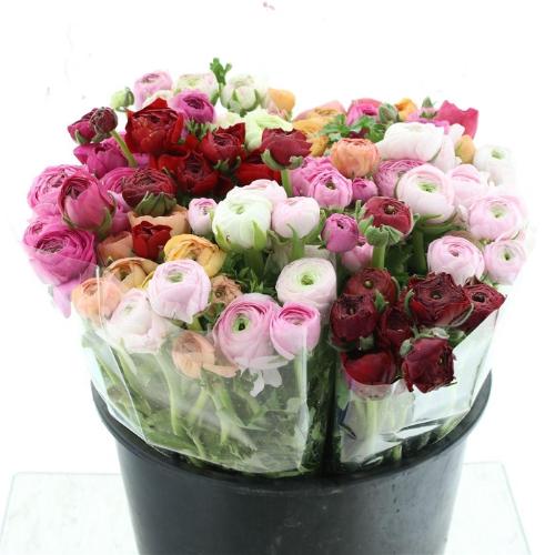 Ranunculus gemengd in fust