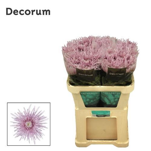 Chrysanthemum (Indicum Grp) geplozen Cipria