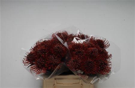 Leucospermum 'Naomi' kleurbehandeld H%