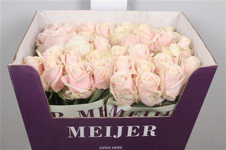 Rosa grootbloemig Sweet Avalanche +