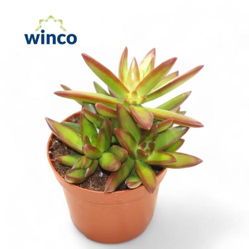 Sedum overig