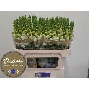 Antirrhinum majus 'Avignon White Imp'