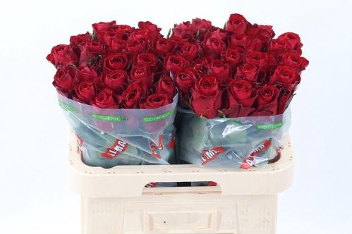 Rosa grootbloemig Madam Red