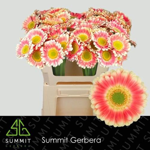 Gerbera mini 'Tompouce'