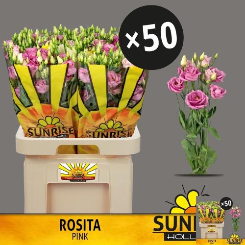 Eustoma russellianum gevuldbloemig 'Rosita Rose Pink'