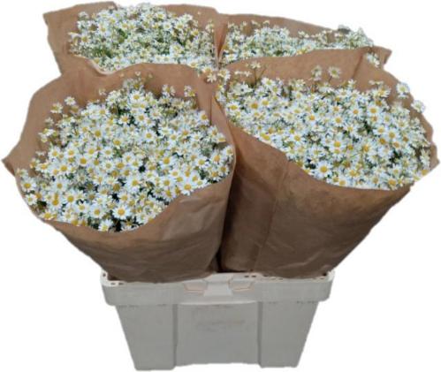 Tanacetum parthenium 'Single Vegmo'