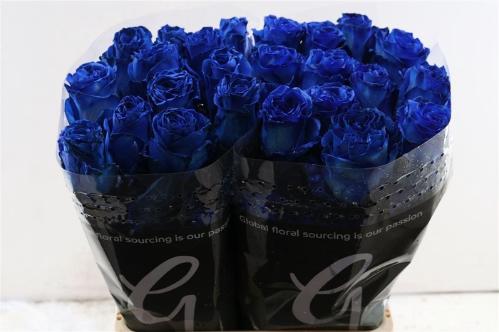 Rosa grootbloemig kleurbehandeld H%