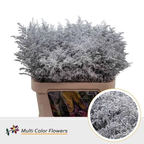 Solidago kleurbehandeld H%