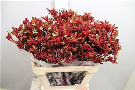 Anigozanthos 'Early Spring'