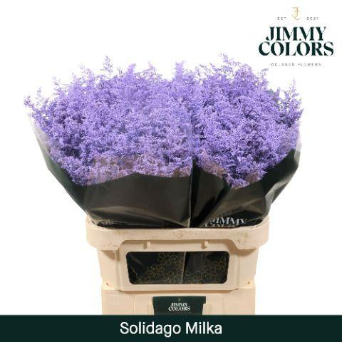 Solidago kleurbehandeld H%