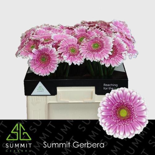 Gerbera grootbloemig Finley