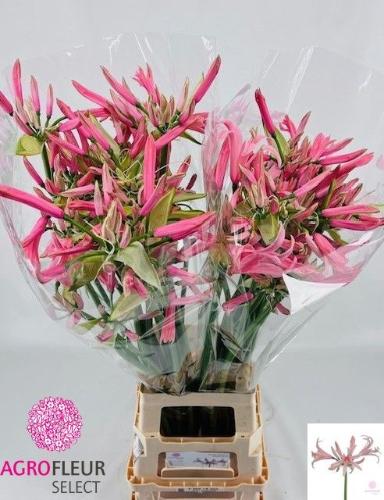 Nerine Elegance Casandra