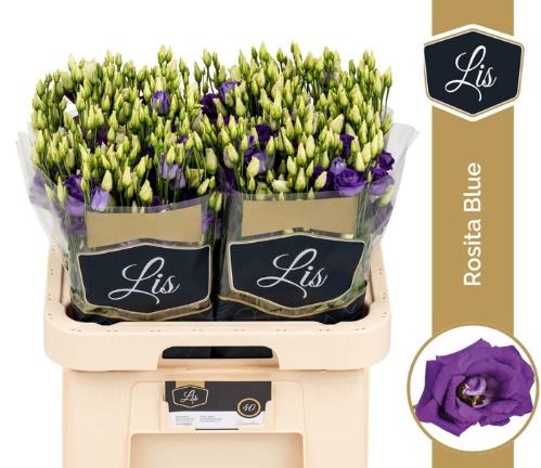 Eustoma russellianum gevuldbloemig 'Rosita Blue'