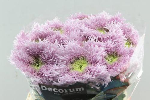 Chrysanthemum Indicum Grp geplozen Etrusko