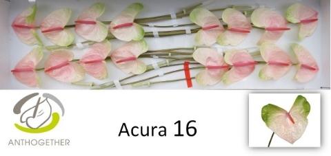 Anthurium Andreanum Grp Acura