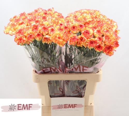 Dianthus standaard Diego