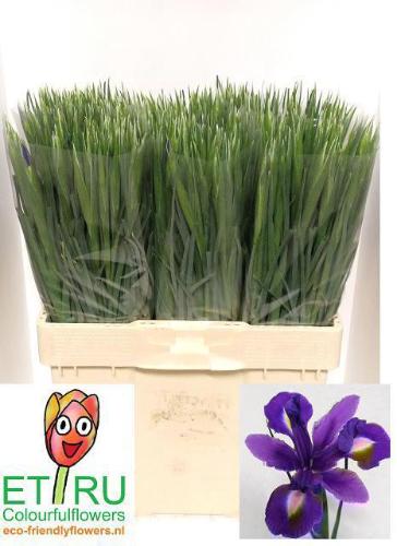 Iris (Hollandse Iris Grp) 'Blue Magic'