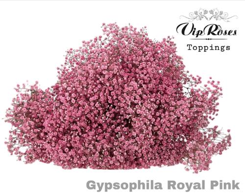 Gypsophila overig kleurbehandeld H%