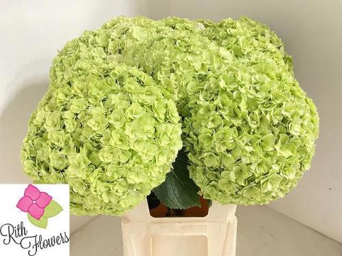 Hydrangea macrophylla Royal Highness (classic)