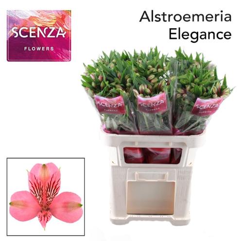 Alstroemeria Elegance