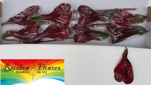 Anthurium Andreanum Grp Nero