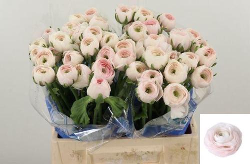 Ranunculus asiaticus Succes Hanoi