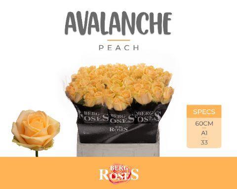 Rosa grootbloemig Avalanche Peach+