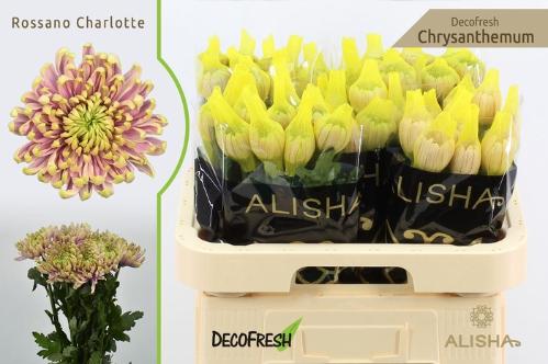 Chrysanthemum Indicum Grp geplozen Rossano Charlotte