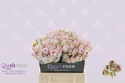 Rosa tros Silver Lace